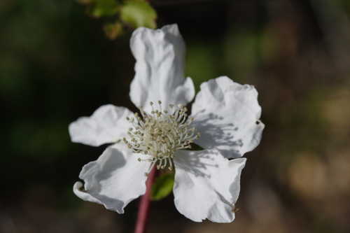 Rubus trivialis #1